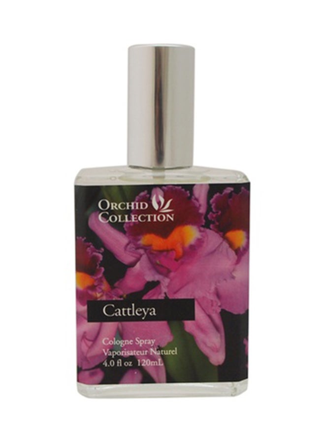 Cattleya Orchid Cologne